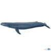 Kolli: 1 Blue whale
